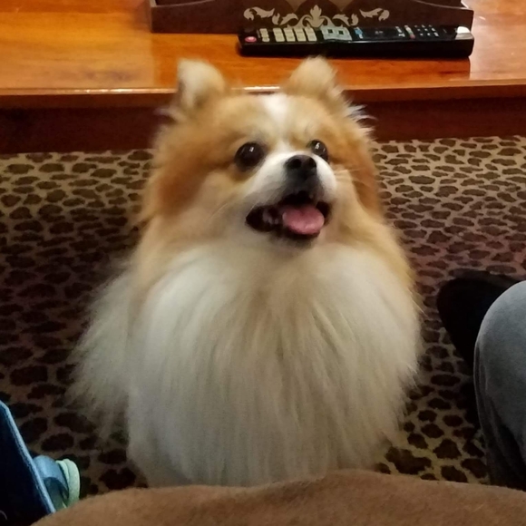 Meet your Posher, Gretchen - Picture 5 of 7